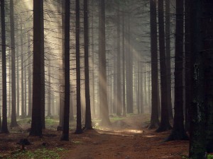 forest_by_kafik.jpg